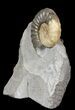 Dawn Sunrise Asteroceras Ammonite Fossil - England #62902-2